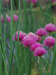 Attēlu rezultāti vaicājumam “Allium schoenoprasum flower”