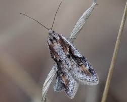 Attēlu rezultāti vaicājumam “Semioscopis avellanella”