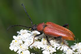 Attēlu rezultāti vaicājumam “Leptura rubra”