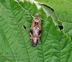 Attēlu rezultāti vaicājumam “Eudemis porphyrana”