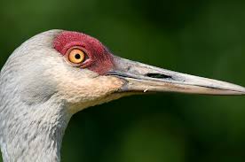 Image result for Grus canadensis