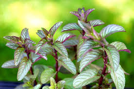 Image result for Pfefferminze