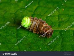 Attēlu rezultāti vaicājumam “Lampyris noctiluca”