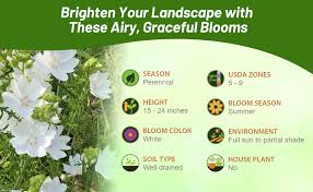 Attēlu rezultāti vaicājumam “Malva moschata alba fruit”