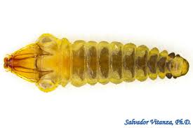 Attēlu rezultāti vaicājumam “Gracillaria syringella larva”