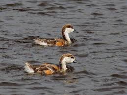 Attēlu rezultāti vaicājumam “Tadorna tadorna juvenile”