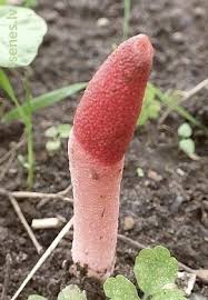 Attēlu rezultāti vaicājumam “Mutinus ravenelii”