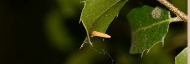 Attēlu rezultāti vaicājumam “Tischeria complanella larva”