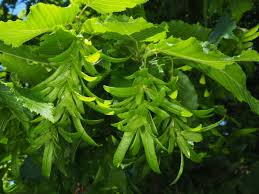 Attēlu rezultāti vaicājumam “Carpinus betulus leaf”