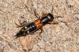 Attēlu rezultāti vaicājumam “Staphylinus erythropterus”