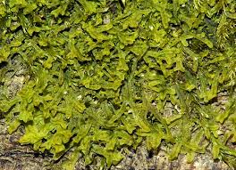 Attēlu rezultāti vaicājumam “Metzgeria furcata”