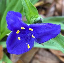Attēlu rezultāti vaicājumam “Tradescantia virginiana flower”