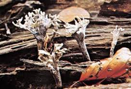 Attēlu rezultāti vaicājumam “Xylaria”