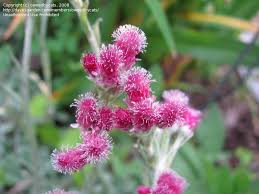 Attēlu rezultāti vaicājumam “Antennaria dioica leaf”