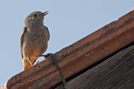 Attēlu rezultāti vaicājumam “Phoenicurus ochruros”