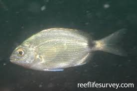 Image result for Diplodus capensis