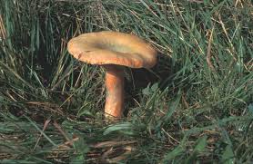 Attēlu rezultāti vaicājumam “Lactarius deterrimus”