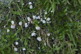 Attēlu rezultāti vaicājumam “Rimbachia neckerae”