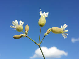 Attēlu rezultāti vaicājumam “Silene vulgaris bud”