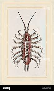 Attēlu rezultāti vaicājumam “Asellus aquaticus”