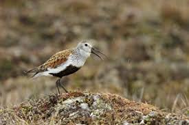 Attēlu rezultāti vaicājumam “Calidris alpina adult”