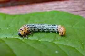 Attēlu rezultāti vaicājumam “Nematus salicis”