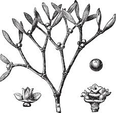 Attēlu rezultāti vaicājumam “Viscum album”