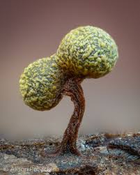 Attēlu rezultāti vaicājumam “Physarum murinum”