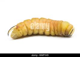 Attēlu rezultāti vaicājumam “Sphinx ligustri larva”