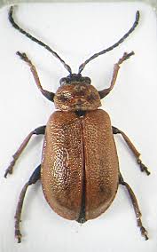 Attēlu rezultāti vaicājumam “Lochmaea caprea”