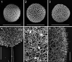 Attēlu rezultāti vaicājumam “Lamproderma pulchellum”