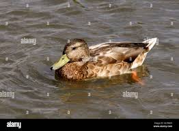 Attēlu rezultāti vaicājumam “Anas platyrhynchos male”