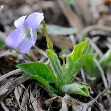 Attēlu rezultāti vaicājumam “Viola collina flower”