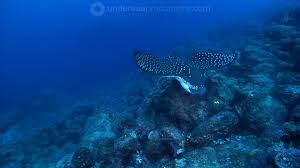 Image result for Aetobatus ocellatus