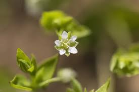 Attēlu rezultāti vaicājumam “Moehringia trinervia flower”