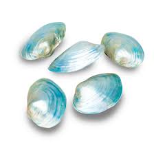 Attēlu rezultāti vaicājumam “Unio crassus”