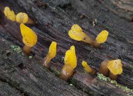 Attēlu rezultāti vaicājumam “Calocera glossoides”