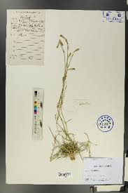 Attēlu rezultāti vaicājumam “Silene wolgensis”