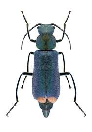 Attēlu rezultāti vaicājumam “Malachius bipustulatus”