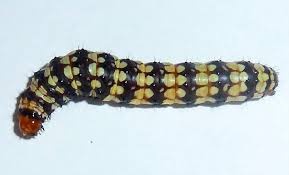 Attēlu rezultāti vaicājumam “Noctuidae”