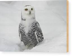 Image result for Bubo scandiacus