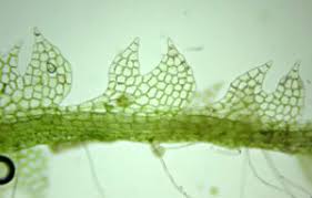 Attēlu rezultāti vaicājumam “Cephalozia connivens macro”