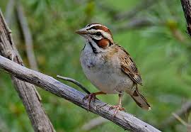 Image result for Chondestes grammacus