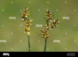 Attēlu rezultāti vaicājumam “Carex echinata”