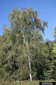Attēlu rezultāti vaicājumam “Betula pendula var. carelica”