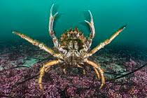 Image result for Maja brachydactyla