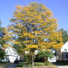 Attēlu rezultāti vaicājumam “Gleditsia triacanthos”