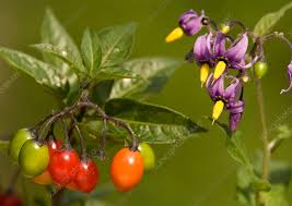 Attēlu rezultāti vaicājumam “Solanum dulcamara fruit”