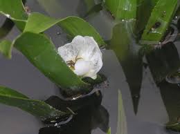Attēlu rezultāti vaicājumam “Stratiotes aloides flower”