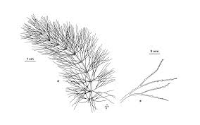Attēlu rezultāti vaicājumam “Ceratophyllaceae”